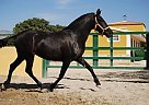 Andalusian - Horse for Sale in Alicante, 03296 Andalusian - Horse for Sale in Alicante, 03296