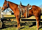 Quarter Horse - Horse for Sale in Xenia, OH 45385 Quarter Horse - Horse for Sale in Xenia, OH 45385