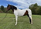 Spotted Saddle - Horse for Sale in Grassy Creek, KY 41435