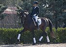 Andalusian - Horse for Sale in Cardedeu, 08440 Andalusian - Horse for Sale in Cardedeu, 08440
