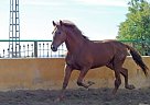 Andalusian - Horse for Sale in Alicante,  03296