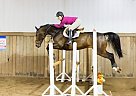 Warmblood - Horse for Sale in Montreal, QC H3K 3K3 Warmblood - Horse for Sale in Montreal, QC H3K 3K3