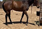 Thoroughbred - Horse for Sale in Clovis, NM 88101