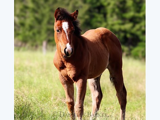 Weanling Colt
