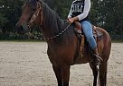 Quarter Horse Gelding Cole