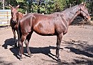 Standardbred - Horse for Sale in Necedah, WI 54646