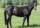 Warmblood Gelding
