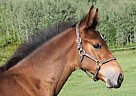 Warmblood Stallion
