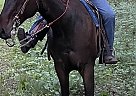 Thoroughbred - Horse for Sale in Poughkeepsie, NY 12603