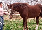 Quarter Horse - Horse for Sale in Peralta, NM 87042