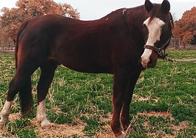 Quarter Horse (Quarter Horse, Gelding) in Peralta, NM