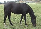 Chances R OHF (Eli) Warmblood Gelding