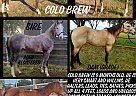 Quarter Horse - Horse for Sale in Merced, CA 95340 Quarter Horse - Horse for Sale in Merced, CA 95340