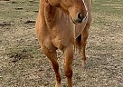 Quarter Horse Gelding for Sale in Bozeman, Montana Quarter Horse Gelding for Sale in Bozeman, Montana