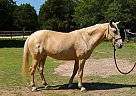 Daffodil - Mare in Liberty Hill, TX Daffodil - Mare in Liberty Hill, TX