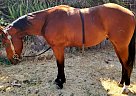 Quarter Horse - Horse for Sale in Merced, CA 95340