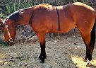 Quarter Horse - Horse for Sale in Merced, CA 95340 Quarter Horse - Horse for Sale in Merced, CA 95340