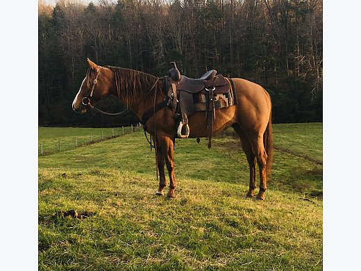 Good Broke Trail Horse
