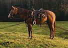 Quarter Horse - Horse for Sale in Reedsville, PA 17084