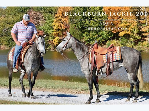 Gray AQHA Mare