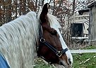 Gypsy Vanner - Horse for Sale in Leicester, MA 01524 Gypsy Vanner - Horse for Sale in Leicester, MA 01524