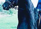 Friesian - Horse for Sale in Belvedere Tiburon, CA 94920 Friesian - Horse for Sale in Belvedere Tiburon, CA 94920