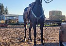 Thoroughbred - Horse for Sale in Rawlins, WY 82301 Thoroughbred - Horse for Sale in Rawlins, WY 82301