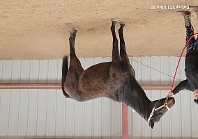 Joey (Thoroughbred, Gelding) in Rawlins, WY