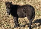 Miniature - Horse for Sale in Pine Log, GA 30171 Miniature - Horse for Sale in Pine Log, GA 30171