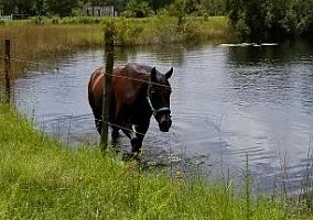 Quarter Horse (Quarter Horse, Gelding) in Myakka City, FL