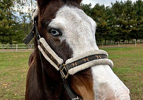 Quarter Horse (Quarter Horse, Gelding) in York, PA