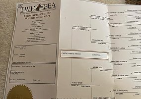 Tennessee Walking (Tennessee Walking, Gelding) in Hamilton, OH