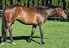 Salina OHF 3YO H/J Prospect Warmblood Mare
