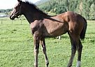Warmblood Mare