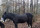 Tennessee Walking Gelding for Sale in Oneida, Tennessee Tennessee Walking Gelding for Sale in Oneida, Tennessee