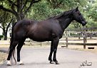 Sozo - Gelding in Dripping Springs, TX Sozo - Gelding in Dripping Springs, TX