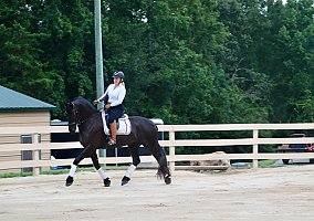 Friesian (Friesian, Gelding) in TX