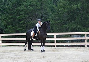 Friesian (Friesian, Stallion) in TX