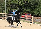 Friesian - Horse for Sale in , TX 77001