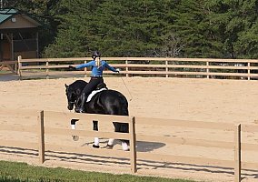 Friesian (Friesian, Gelding) in TX