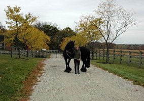 Friesian (Friesian, Gelding) in Wadsworth, IL