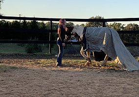 Gypsy Vanner