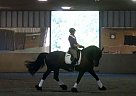 Fhana 1st Premie Ster Friesian G... Friesian Gelding