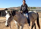 Nicely Started Laid Back Gelding Quarter Horse Gelding