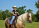 Missouri Fox Trotter - Horse for Sale in Crab Orchard, KY 40419 Missouri Fox Trotter - Horse for Sale in Crab Orchard, KY 40419