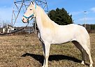 Tennessee Walking - Horse for Sale in Gruetli-Laager, TN 37339