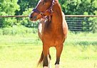 Westphalian - Horse for Sale in Richmond, TX 77406