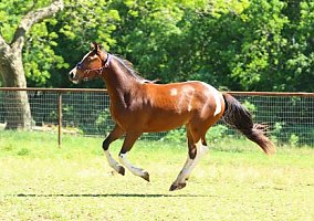 Westphalian (Westphalian, Gelding) in Richmond, TX
