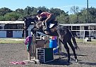 Fancy Hunter Mare Thoroughbred Mare