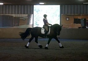 Friesian (Friesian, Gelding) in Wadsworth, IL